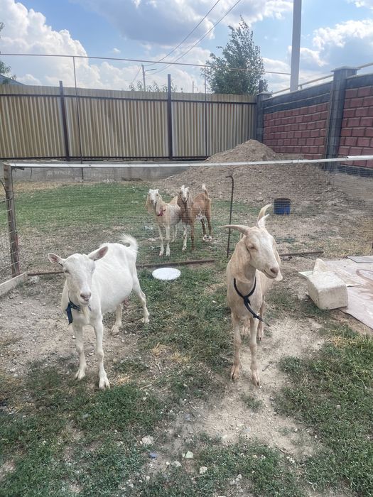 Ешкі лағымен козел с козленком