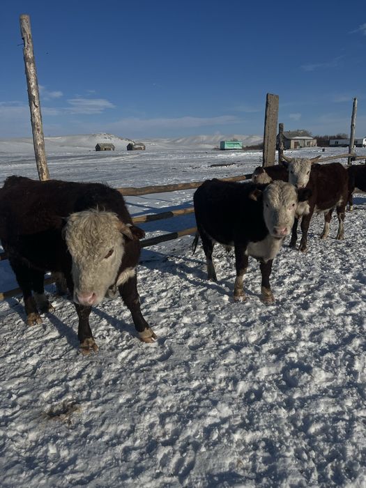 Акбас белоговык бычки