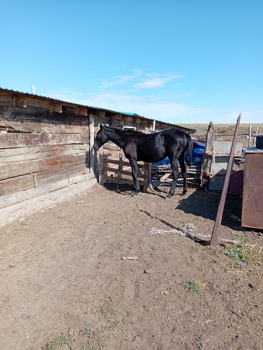 АнглоАраб және карачай  шатыс,   мінгі.