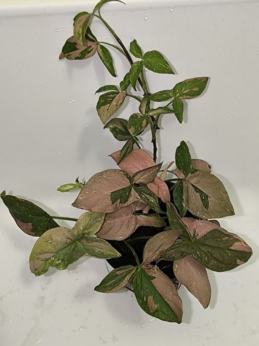 Цветы в горшках комнатные