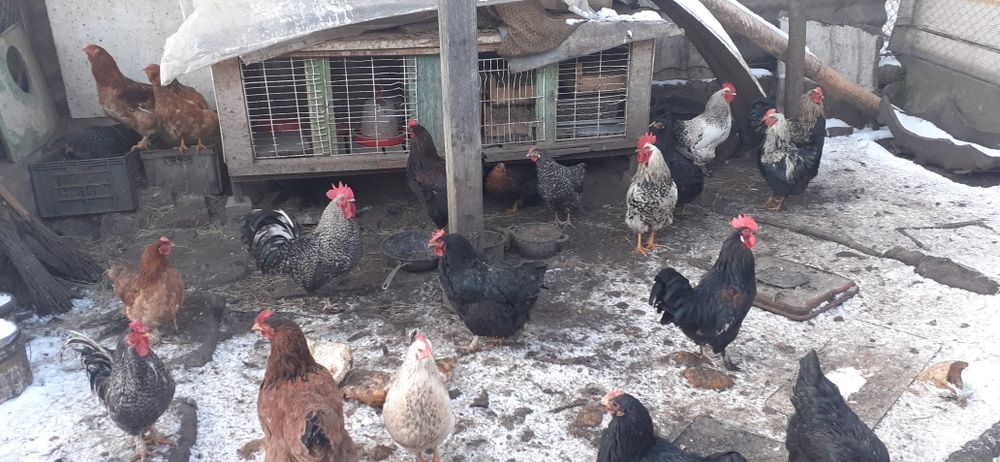 Mai mulți cocoși bun care calcă găinile și de tăiat.