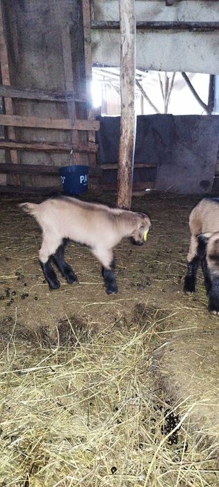 Iezi sugari de vanzare