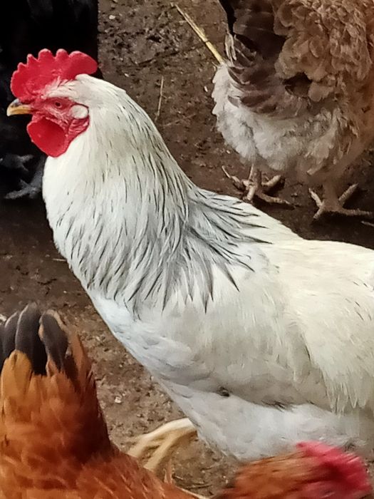 Продам китайских петушков