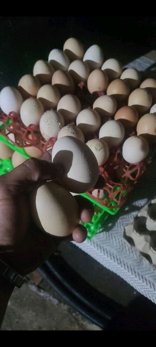 Ouă de casă Turnu-Roșu