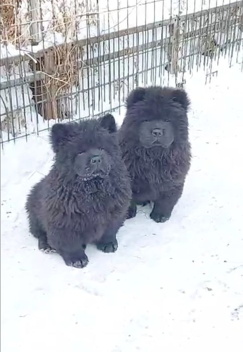 Милый мишка Чау-чау