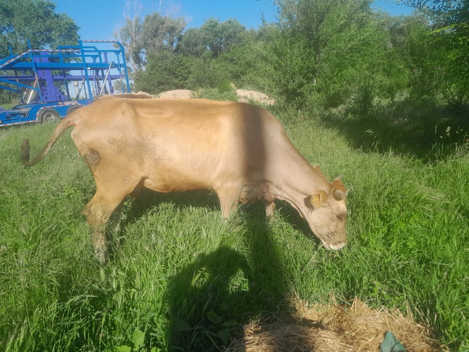 Продам Карову!!!