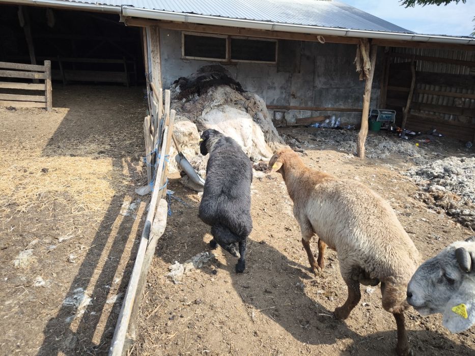 Vând berbeci rasa Karakul cu certificat de origine