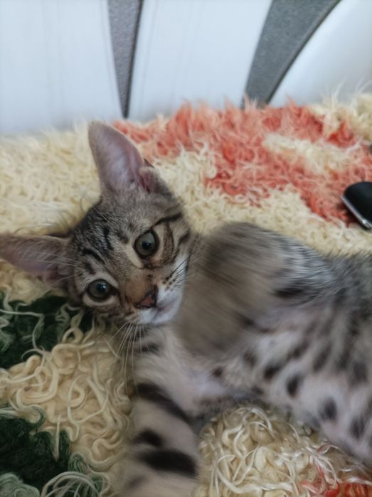 Подарявам котенце