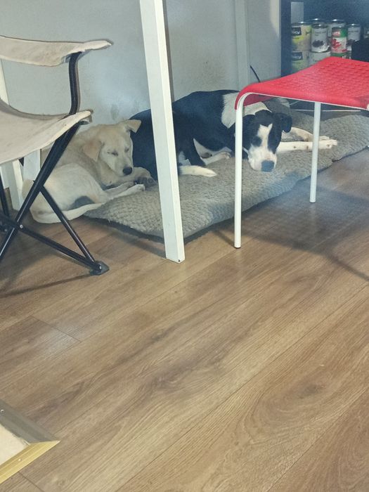 Donez pitbull talie mare și labrador