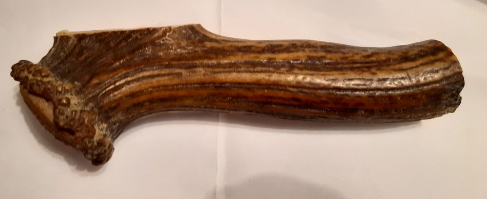 Corn cerb piesa superba maner cutit bowie