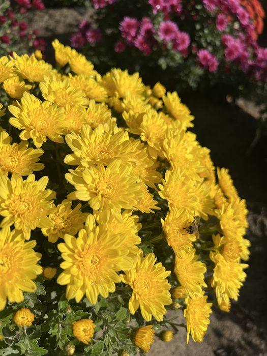 Цветы Хризантема мультифлора