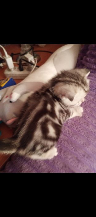 Продам шотландских котят .