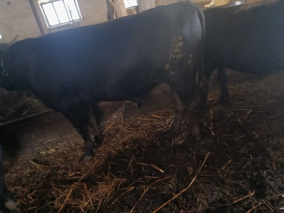 Tauri de vanzare 20 lei kg