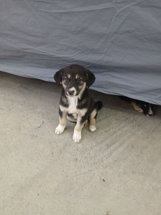 Пристраиваются щенята