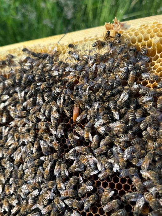 Botci , mătci , material biologic