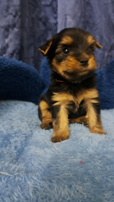 Продаю клубных щенков йорков