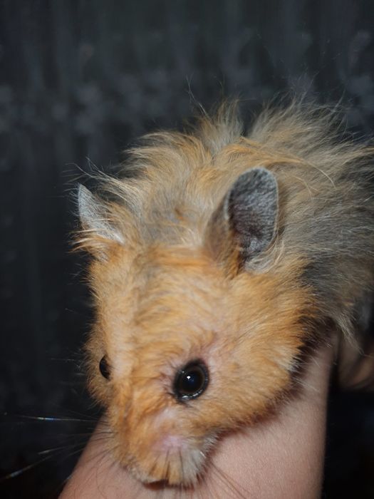 O'g'il bola homyak tez o'rganuvchan