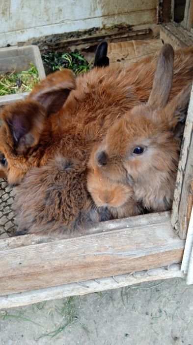 Продаются крольчата по 40000 тысяч сумов
