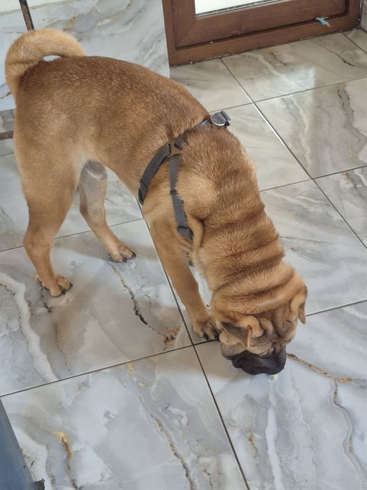 Shar pei drăgălași