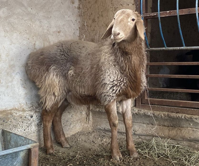 Таза қанды арашан