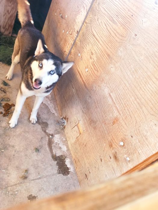 Продам собак и щенят хаски