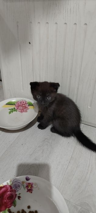 Отдам котят вислоухие 2 девочки
