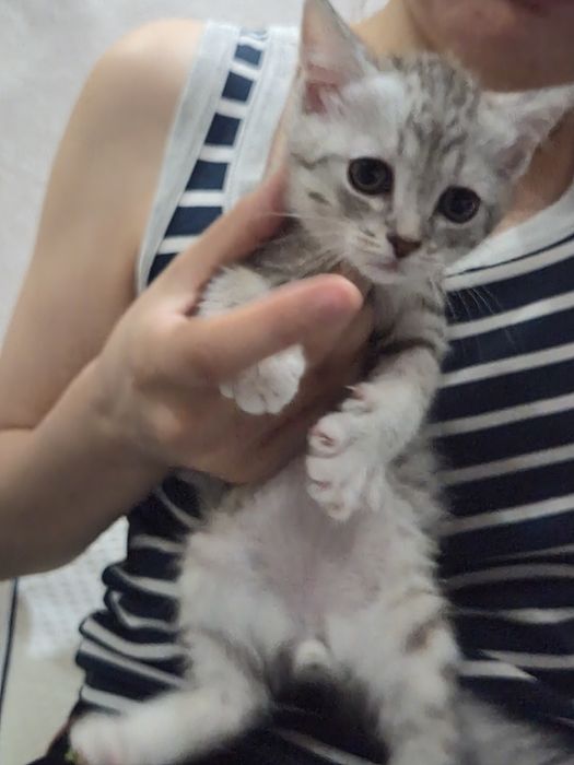 Отдам котёнка (мальчик)