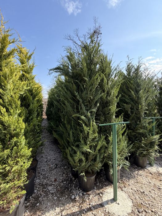 Leylandii Cupressus toate marimile
