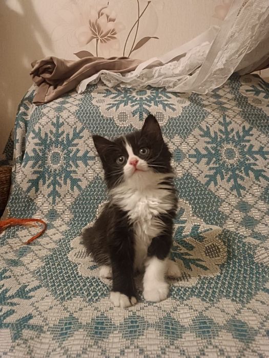 Котята в добрые руки , мальчик и девочка