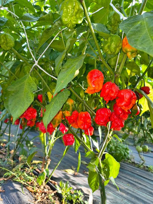 Ardei iute- Carolina reaper