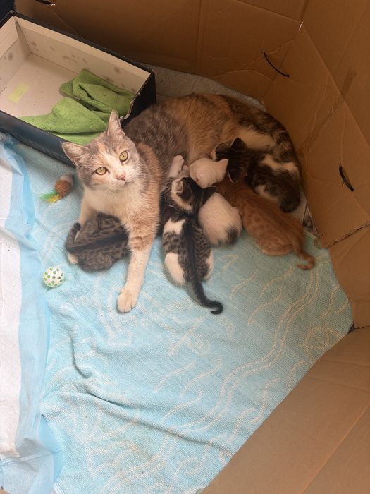 Котята в добрые руки