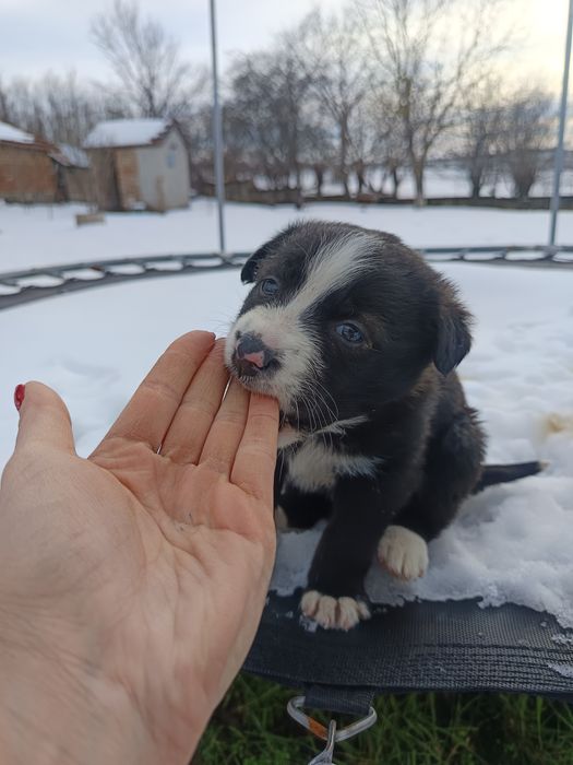 Подарявам кученца