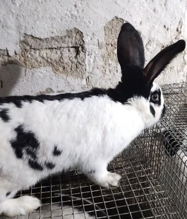 Продается кролик