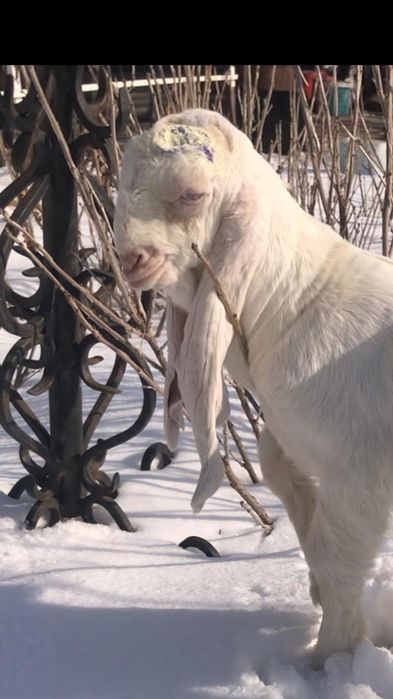 Продам козлёнка ЧП гулаби