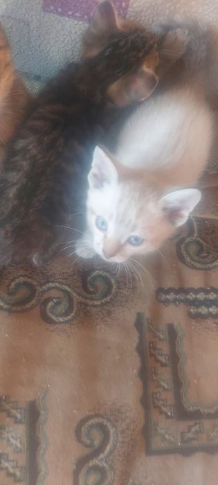 Отдам котят. Возвраст 1месяц.