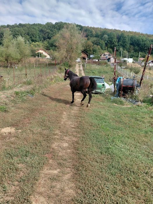 Iapa de vanzare vârstă 10 ani
