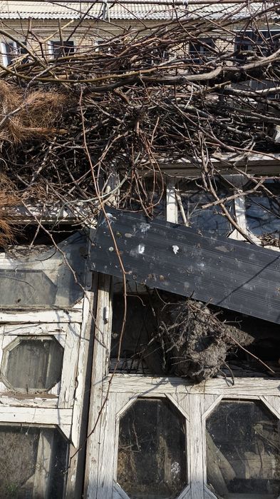 Utin  sotiladi tezroq har-hil daraxtniki