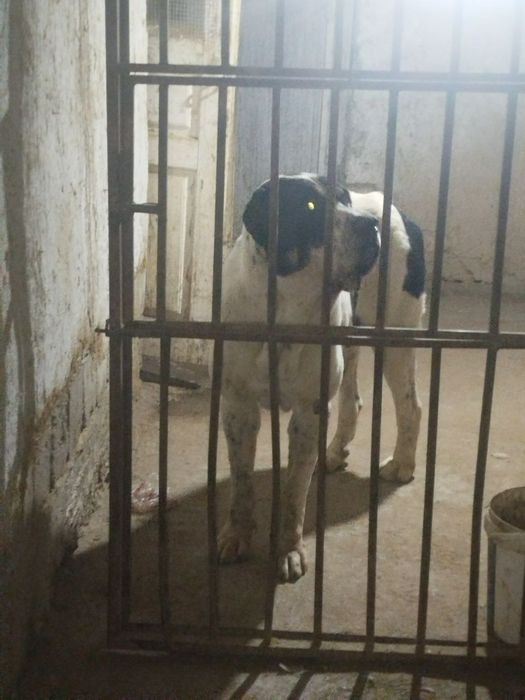 Buldozer Alabay sotiladi erkak