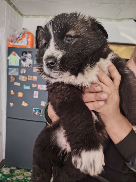 Щенки Алабай и хаски