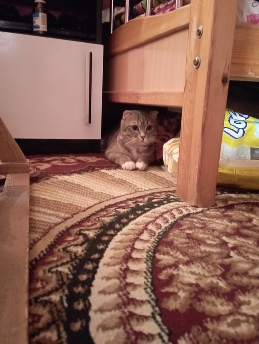 Afrodizyakli blowjob