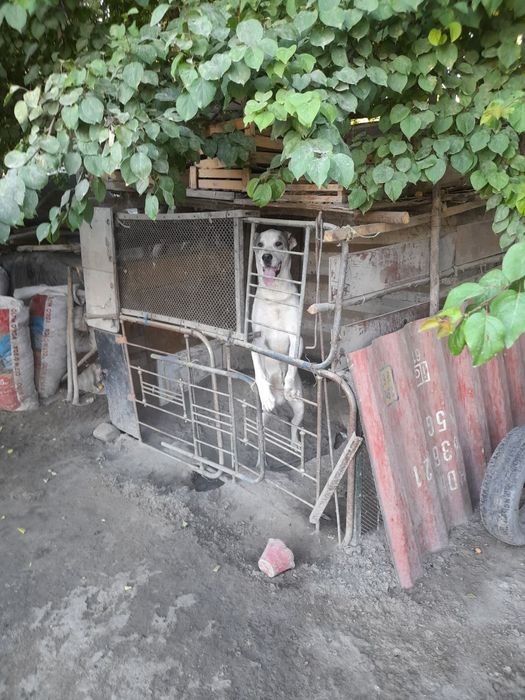 Ozm qaraganman mehr blan