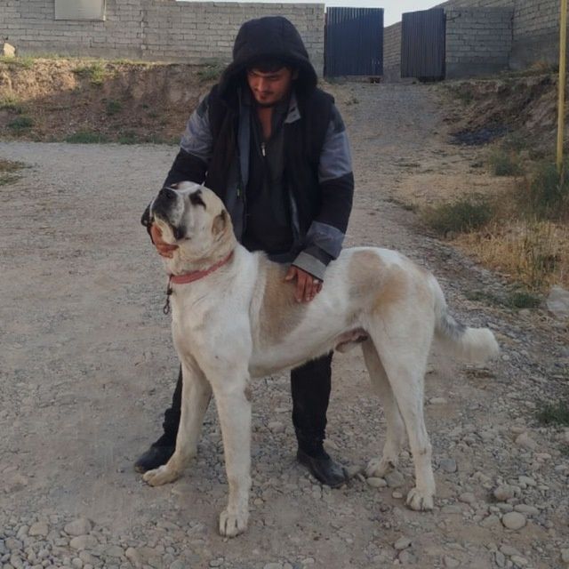 Alabay bolasi sotiladi qiz bola 100$