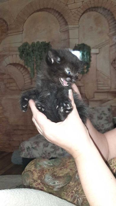 Отдам котят бесплатно