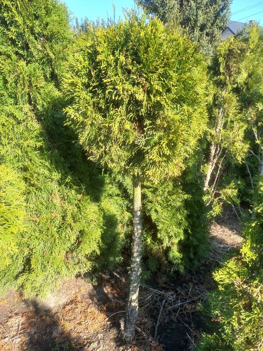 Tuia smaragd de vânzare