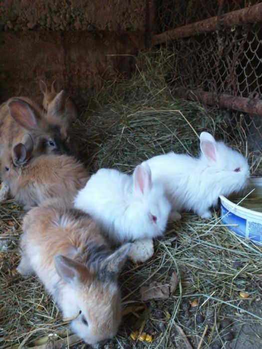 Iepurași pui mici și mari diferite rase mărimi și culori