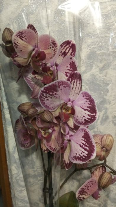 Ппродам орхидеи фаленопсис