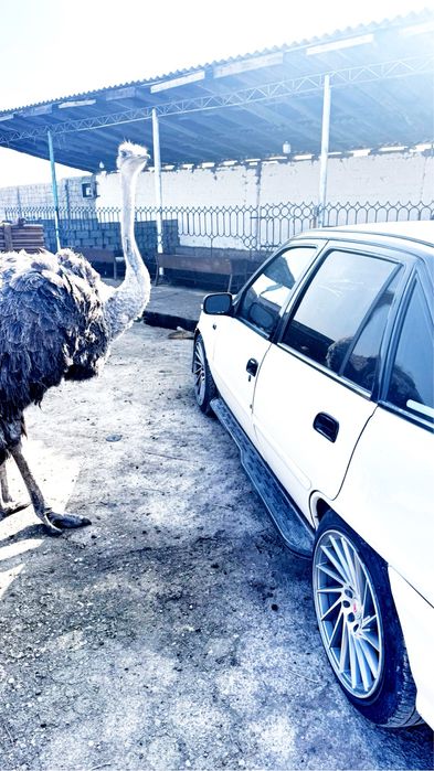 Нехиа тюнинг килинган