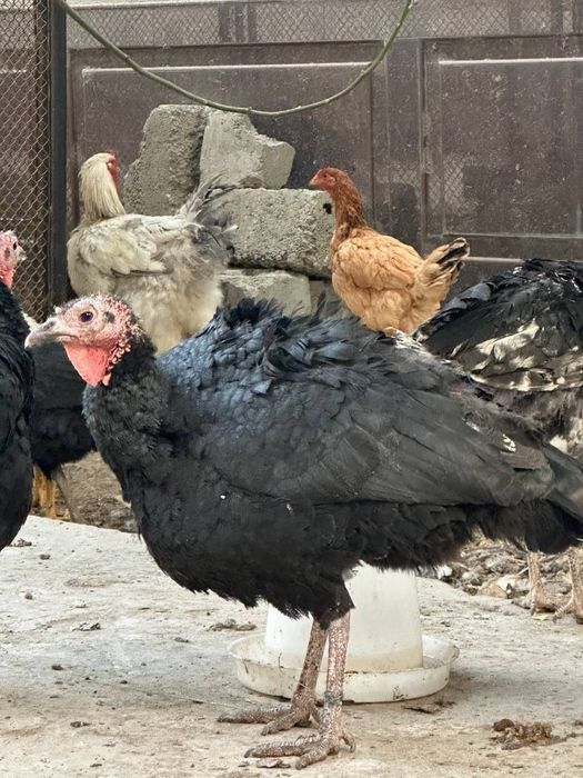 Идюк домашний продаётся