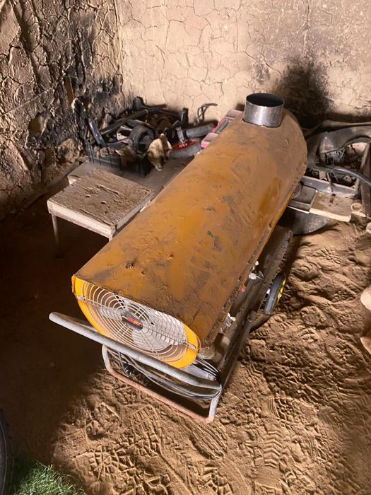 Жейсет коллалифер  бу