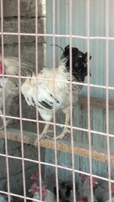 Адлер тауыктар .